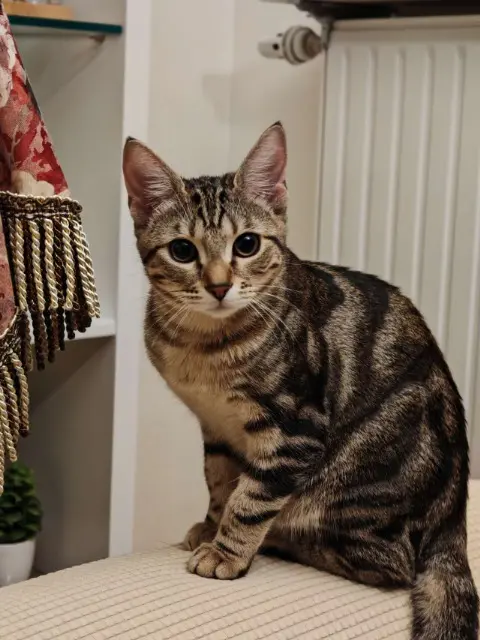 chatte reunited   94200 Ivry-sur-Seine Mobius