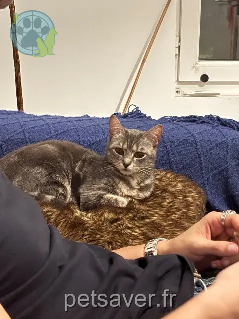 chatte reunited 94700 Maisons-Alfort Molly