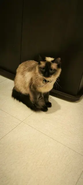 chatte reunited   94000 Créteil Nala