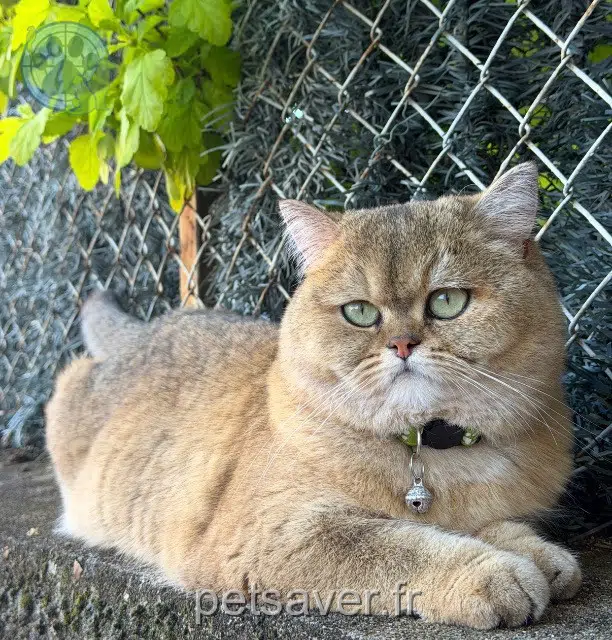 chatte reunited 94140 Alfortville Nala