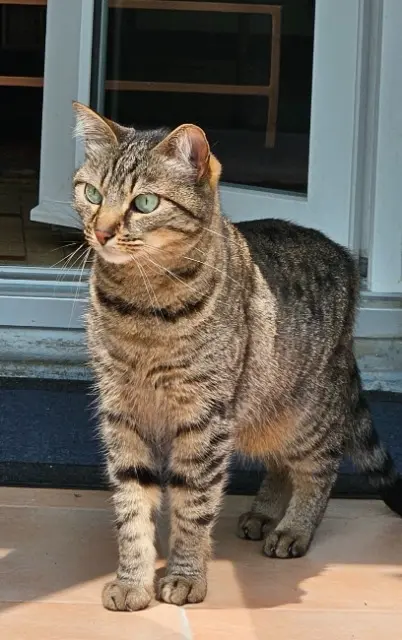 chatte reunited   94500 Champigny-sur-Marne Naïa