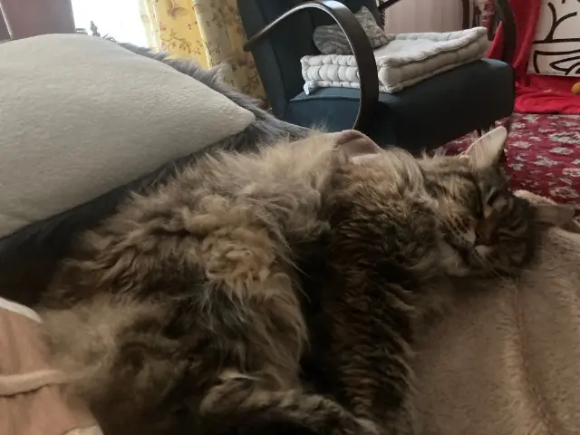 chatte reunited   94270 Le Kremlin-Bicêtre Nougatine