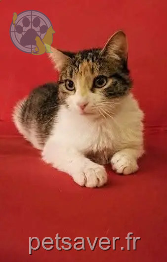 chatte reunited   94470 Boissy-Saint-Léger Only