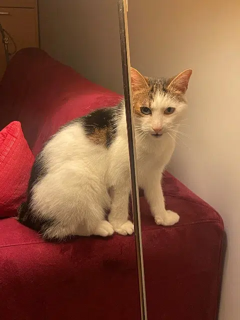 chatte reunited   94230 Cachan Pichenette