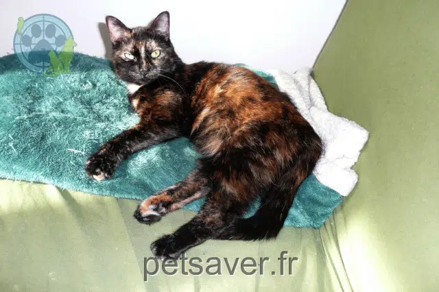 chatte reunited 94800 Villejuif Pioupiou