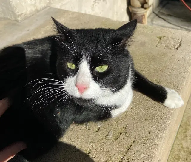 chatte reunited   94160 Saint-Mandé Pistache