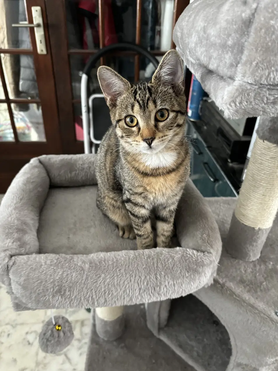 Chatte Perdue 94 Val-de-Marne - Pixie Chatte Perdue 94 Val-de-Marne - Pixie