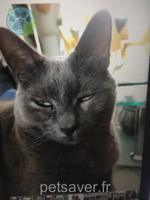 chatte reunited   94490 Ormesson-sur-Marne Ponyo
