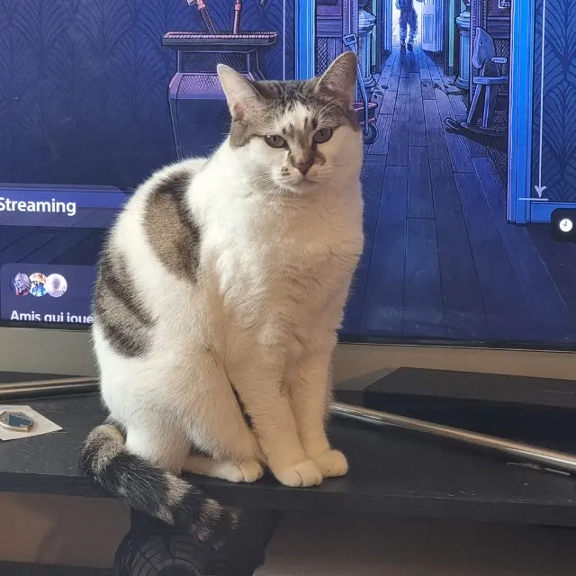 chatte reunited   94120 Fontenay-sous-Bois Quill