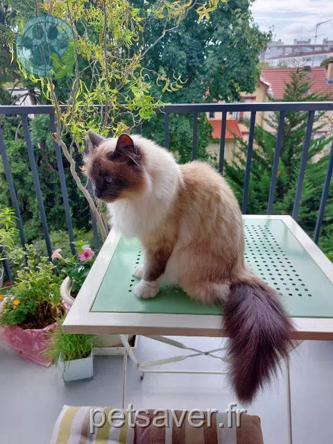 chatte reunited   94400 Vitry-sur-Seine Rosa