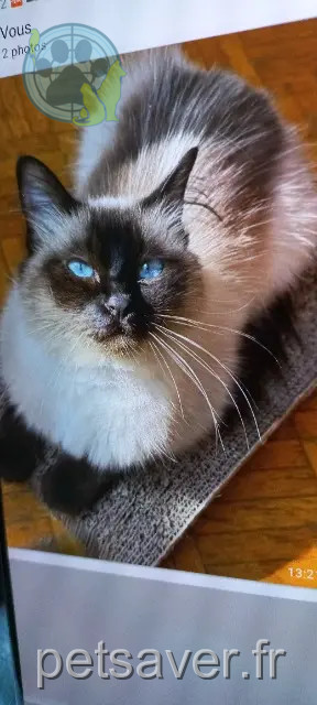 chatte reunited    Saint-Maur-des-Fossés Saphir
