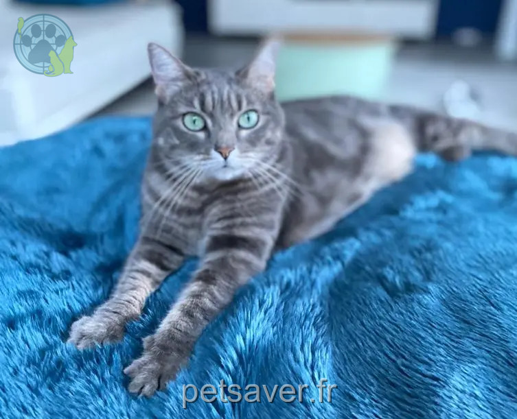 Chatte Perdue 94 Val-de-Marne - Scylla Chatte Perdue 94 Val-de-Marne - Scylla