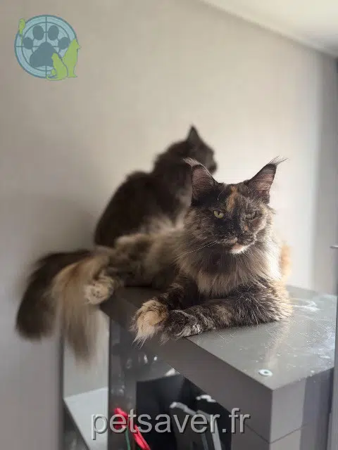chatte reunited   94700 Maisons-Alfort Sophia