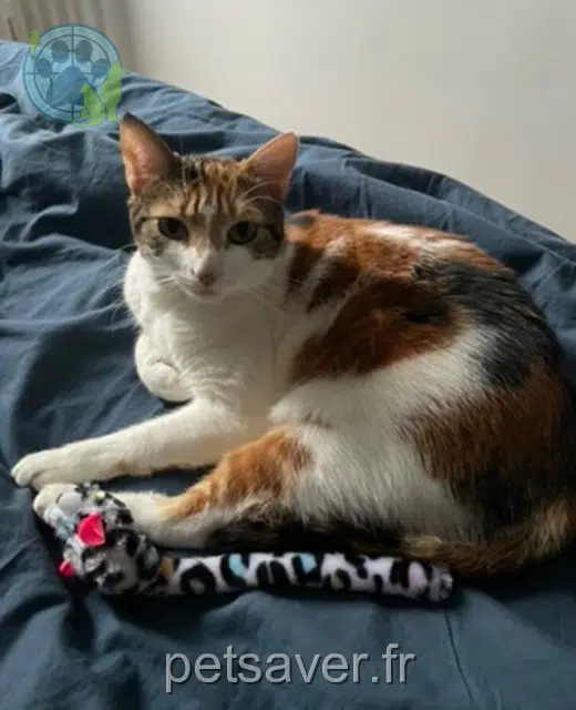 chatte reunited   94360 Bry-sur-Marne Stella