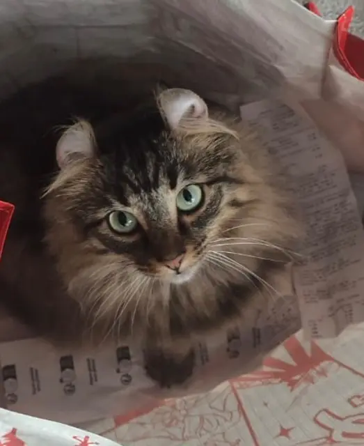 chatte reunited    Saint-Maur-des-Fossés Stella