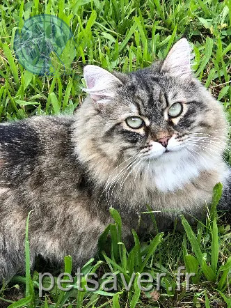 Chatte Perdue 94 Val-de-Marne - Tania Chatte Perdue 94 Val-de-Marne - Tania
