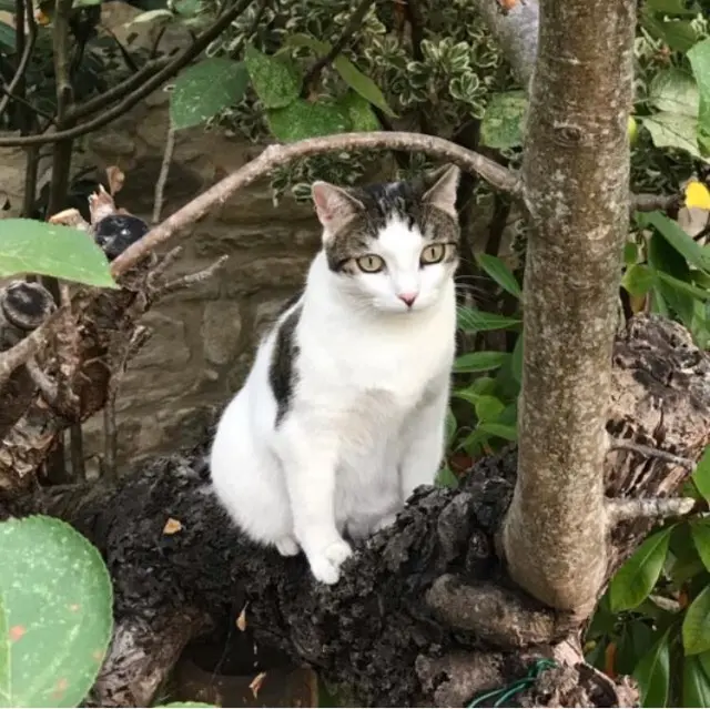 chatte reunited   94700 Maisons-Alfort Tchi