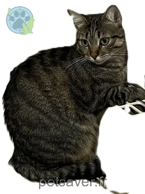 chatte reunited   94230 Cachan Tigra
