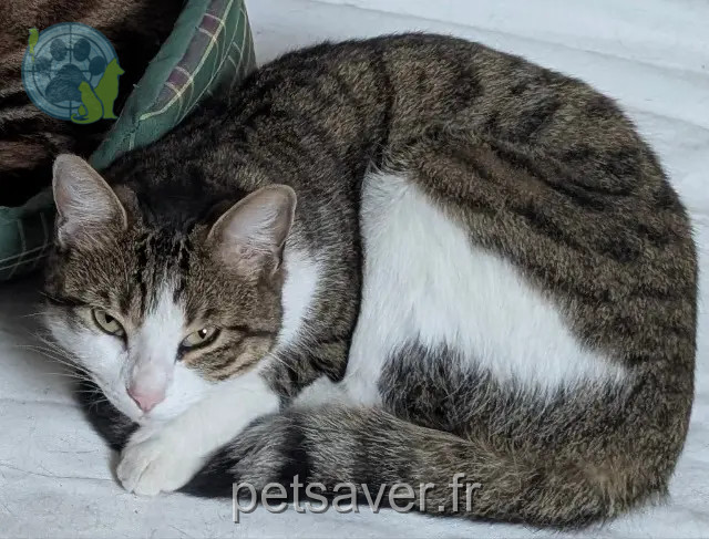 chatte reunited   94340 Joinville-le-Pont Titi
