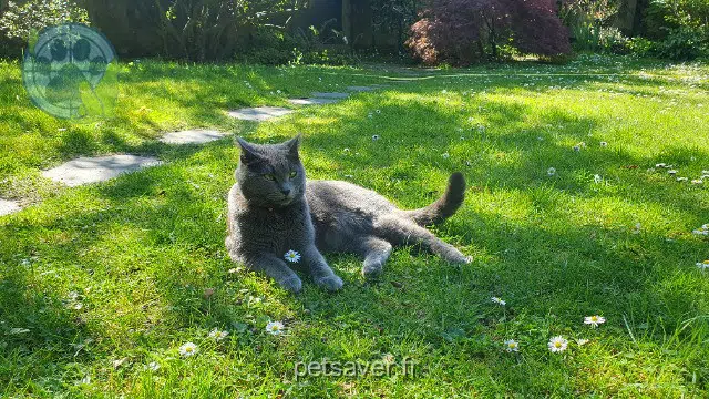 chatte reunited    Saint-Maur-des-Fossés Upsy