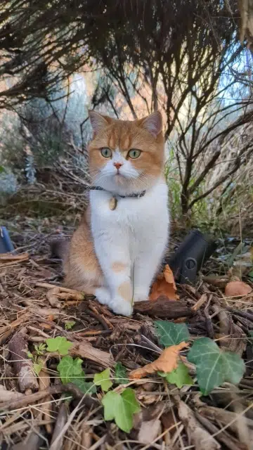 chatte reunited   94000 Créteil Vénus