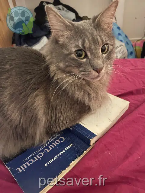 chatte reunited   94700 Maisons-Alfort Whetü