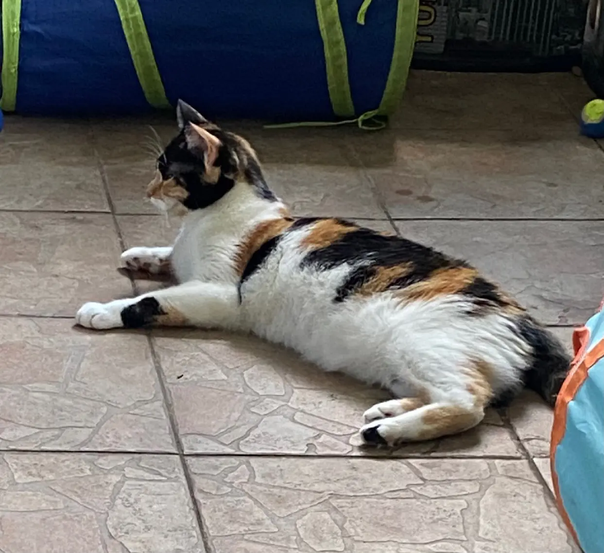 Chatte Trouvée 94 Val-de-Marne Chatte Trouvée 94 Val-de-Marne