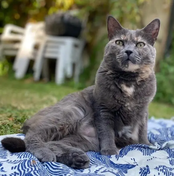 Chatte Perdue 94 Val-de-Marne Chatte Perdue 94 Val-de-Marne