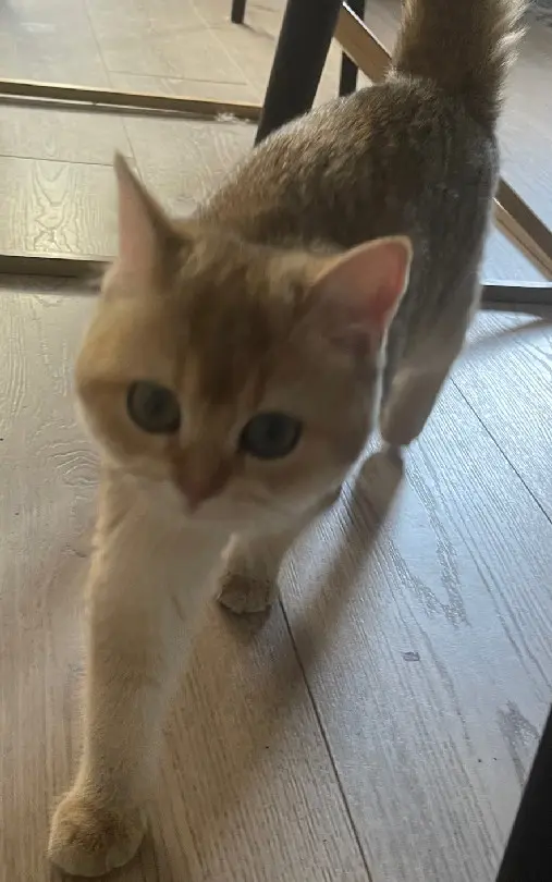 Chatte Trouvée 95 Val-d'Oise Chatte Trouvée 95 Val-d'Oise