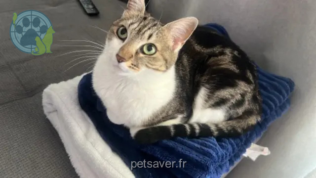 chatte reunited 95100 Argenteuil Minouche