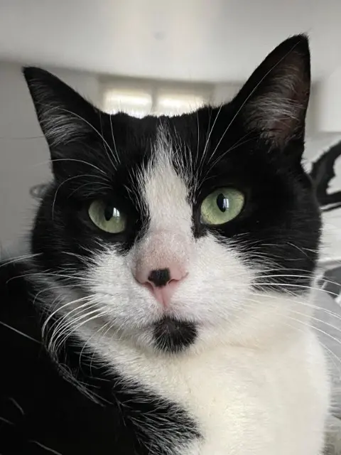 chatte reunited   95100 Argenteuil Pepper