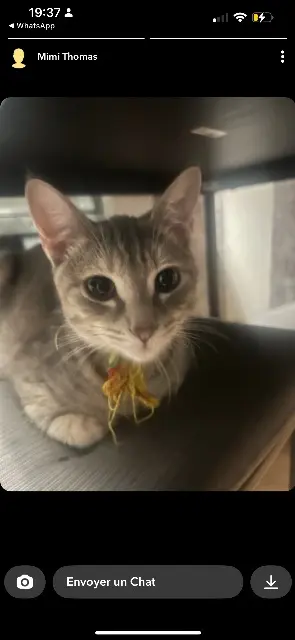 chatte reunited   95320 Saint-Leu-la-Forêt Aria