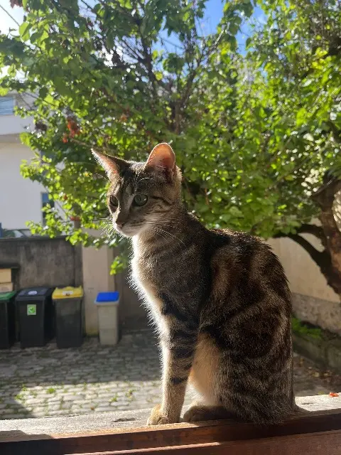 chatte reunited   95130 Franconville Astoria