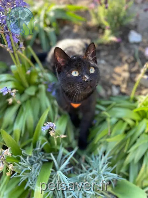 chatte reunited   95120 Ermont Biscotte