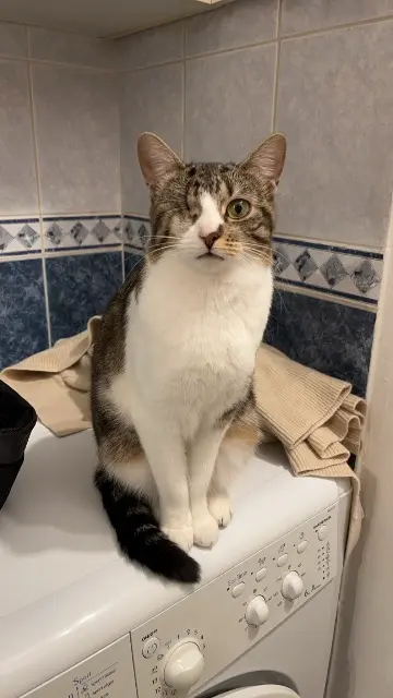 chatte reunited   95230 Soisy-sous-Montmorency Bonny
