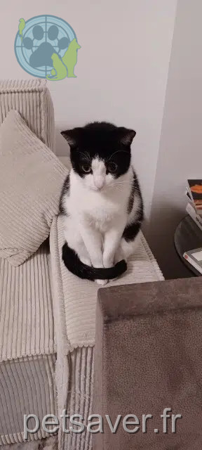 chatte reunited   95220 Herblay-sur-Seine Bouboule