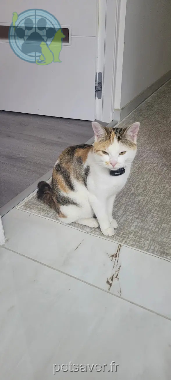 Chatte Perdue 95 Val-d'Oise - Buncuk