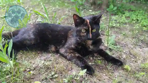 Chatte Trouvée 95 Val-d'Oise - Canelle Chatte Trouvée 95 Val-d'Oise - Canelle