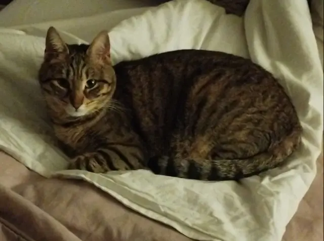 chatte reunited   95540 Méry-sur-Oise Canelle