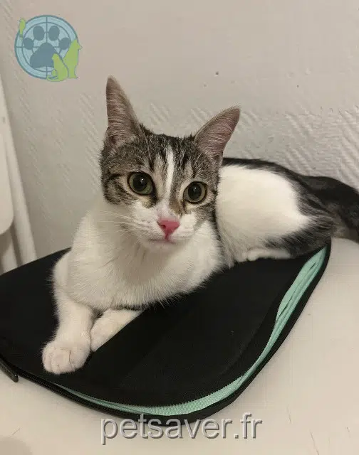 gatta reunited 95610 Éragny-sur-Oise Chanel