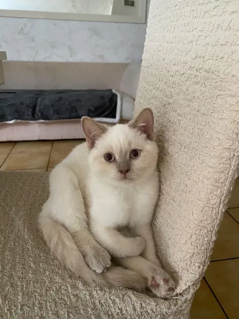 chatte reunited   95240 Cormeilles-en-Parisis Chanel