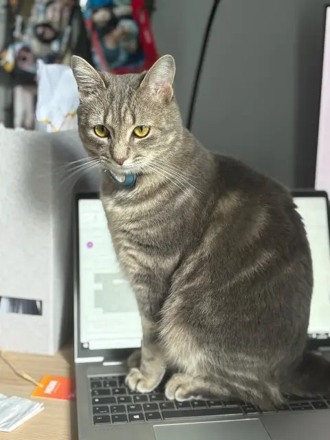 chatte reunited   95110 Sannois Chatoune