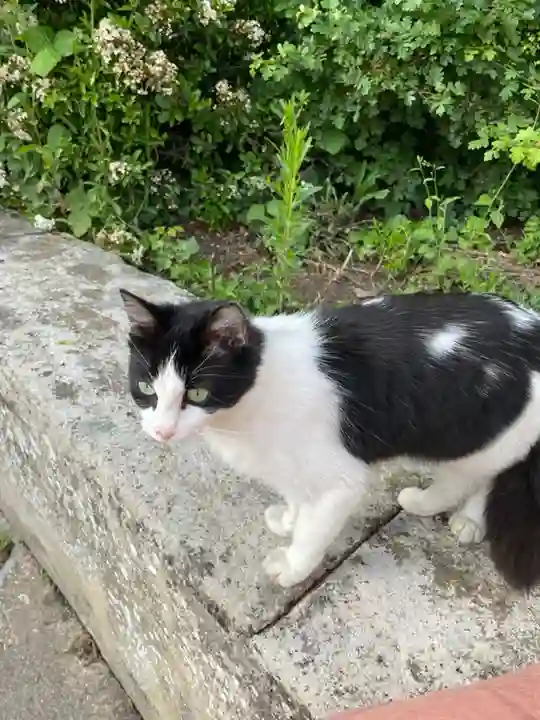 Chatte Trouvée 95 Val-d'Oise - Chwin Chatte Trouvée 95 Val-d'Oise - Chwin