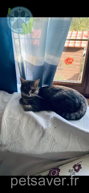 chatte reunited Pontoise Clochette