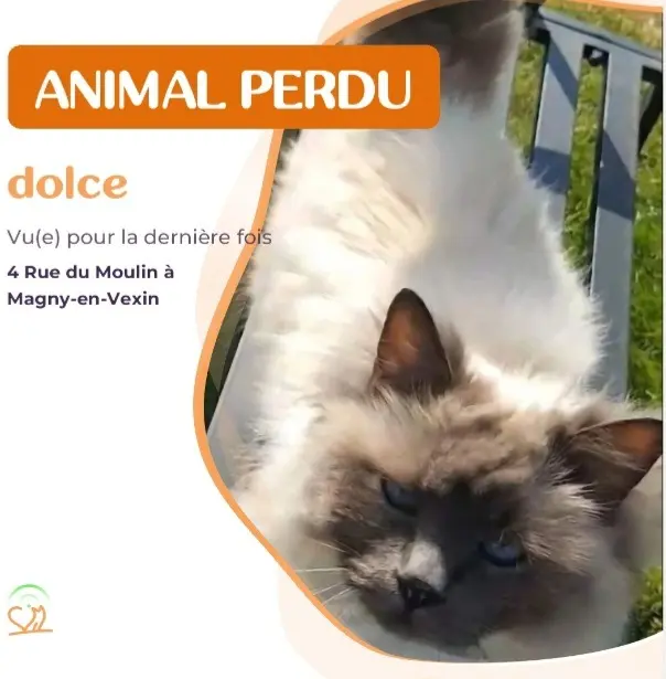 chatte reunited   95420 Magny-en-Vexin Dolce