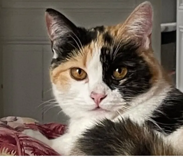 chatte reunited   95110 Sannois Elie