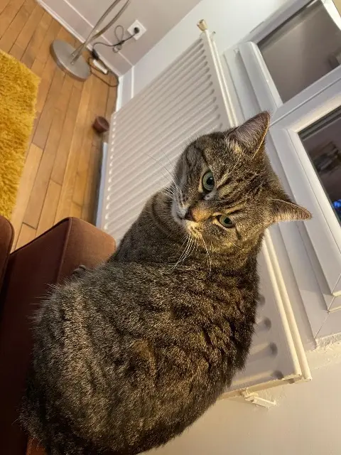 chatte reunited   95600 Eaubonne Elvire