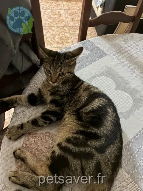 chatte reunited   95200 Sarcelles Fraise