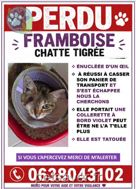 chatte reunited   95370 Montigny-lès-Cormeilles Framboise