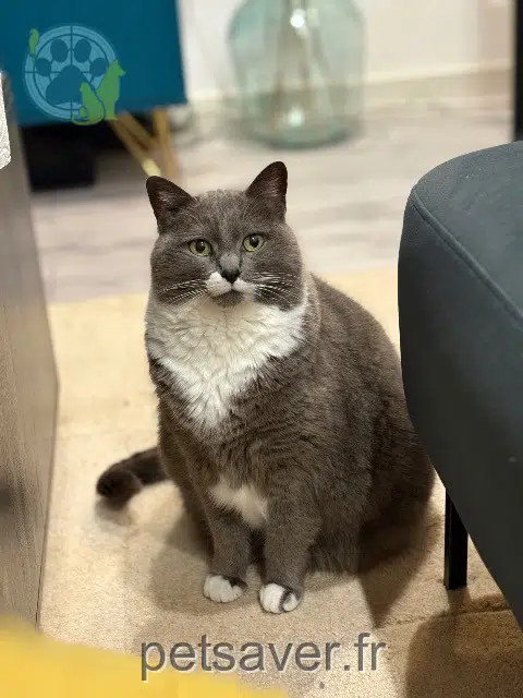 chatte reunited   95160 Montmorency Kali